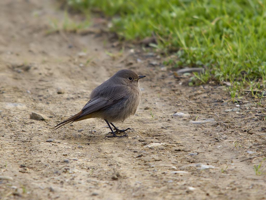 Una femmina....di strada..